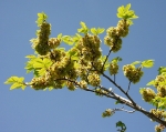 Ulmaceae - jilmovité
